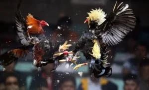 Bí Quyết Chinh Phục Các Trận Đá Gà Sabong Đỉnh Cao Tại SV388