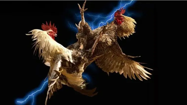 Khám Phá Thế Giới Cá Cược Đá Gà SV388 Đầy Kịch Tính